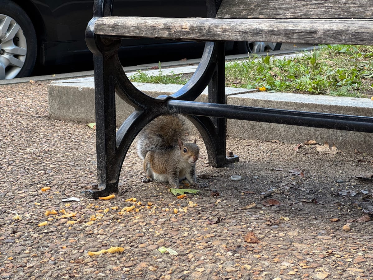 the brave squirrel